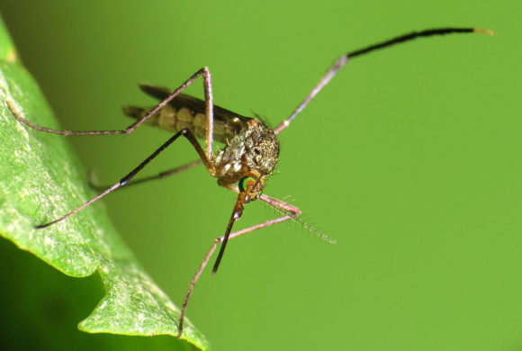 Could climate change make mosquitoes worse in Virginia? The answer is more complicated than you might think.