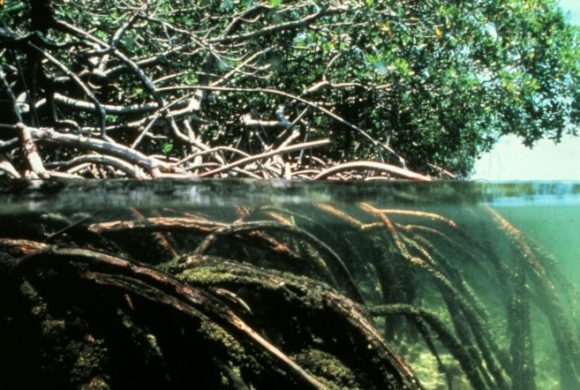 Brazil’s Amazonian Mangroves: Crucial for Climate Change Mitigation