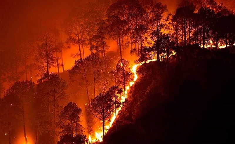 Australia’s Wildfires: Climate Change and How We Can Help