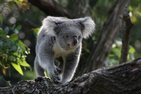 ‘Without Urgent Govt Intervention,’ Koalas Face Extinction in New South Wales by 2050