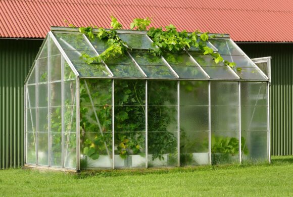Building a Greenhouse? Research These 5 Things Before Starting