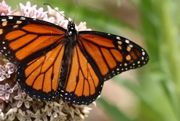 Climate Crisis Pushes Migratory Monarch Butterflies Onto Endangered List