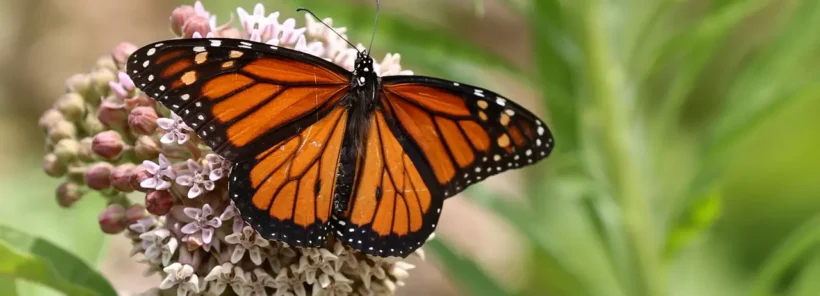 Climate Crisis Pushes Migratory Monarch Butterflies Onto Endangered List