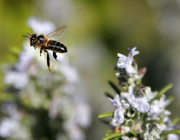 ‘Huge Win’: Court Finds EPA Approval of Bee-Killing Sulfoxaflor Unlawful