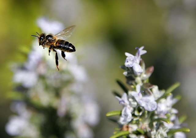 ‘Huge Win’: Court Finds EPA Approval of Bee-Killing Sulfoxaflor Unlawful