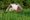 1024px-Camping_tent_grass