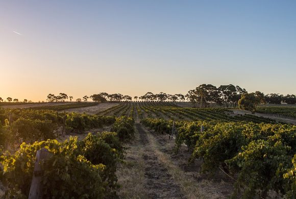 1200px-Barossa_Valley_21