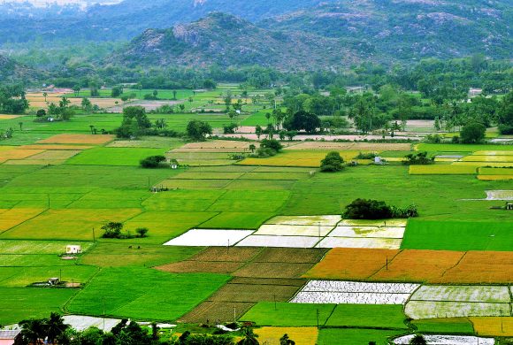 1280px-Green_Beds,_farmlands_India