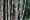 1280px-Growing_Green_Bamboo_Plants