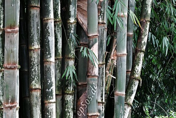 1280px-Growing_Green_Bamboo_Plants 1280px-Growing_Green_Bamboo_Plants
