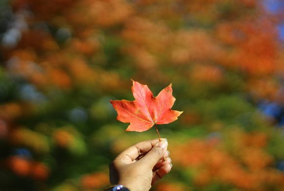 1280px-Hand_held_maple_leaf