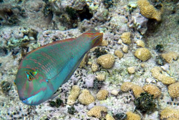 1920px-Tropical_fish_at_Cabezas,_Fajardo,_Puerto_Rico