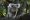 2560px-Koala_in_Zoo_Duisburg