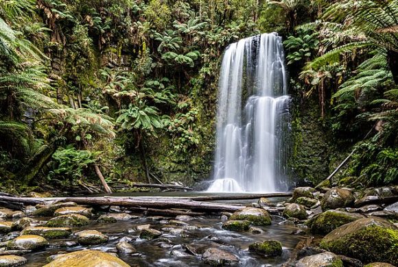 640px-Beech_Forest_(AU),_Great_Otway_National_Park,_Beauchamp_Falls_--_2019_--_1271