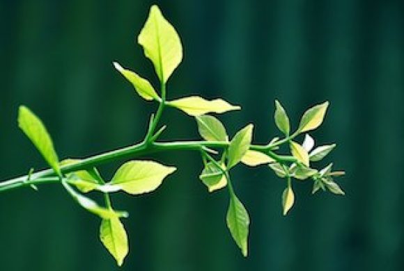 800px-Going_Green_(7858916634)