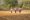 Burmese_women_working_on_the_fildes