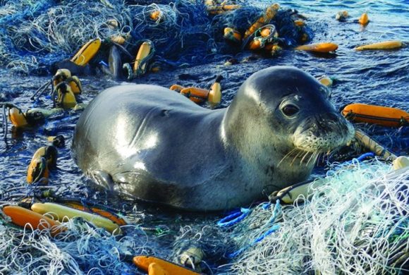 PHOTO_-_Hawaiian_Monk_Seal_sits_upon_a_derelict_fishing_net_in_PMNM_-_2014_-_NOAA_-_1120x534_-_Landscape_1_e60a936d-07e3-441a-9ce7-419a6f5c5b4e_1024x1024