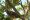 Red-eyed_dove_in_Celtis_sinensis_tree