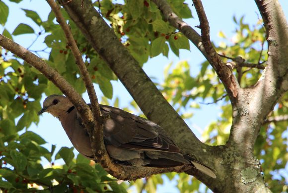 Red-eyed_dove_in_Celtis_sinensis_tree