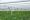 Solar_Sharing_Power_Plant_in_Inashiki,_Ibaraki_05