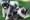 Thai_Bangkaew_Dog_Puppies