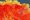 xber101-623_2020_144535